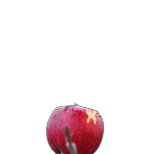 food, crown, weapon, animal transparent PNG cut-out