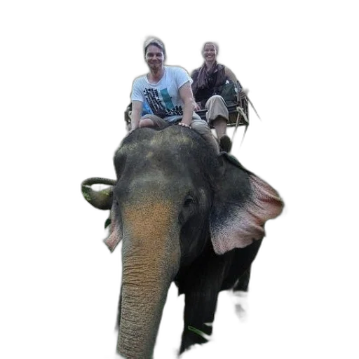 animal, creature, staff, weapon transparent PNG cut-out