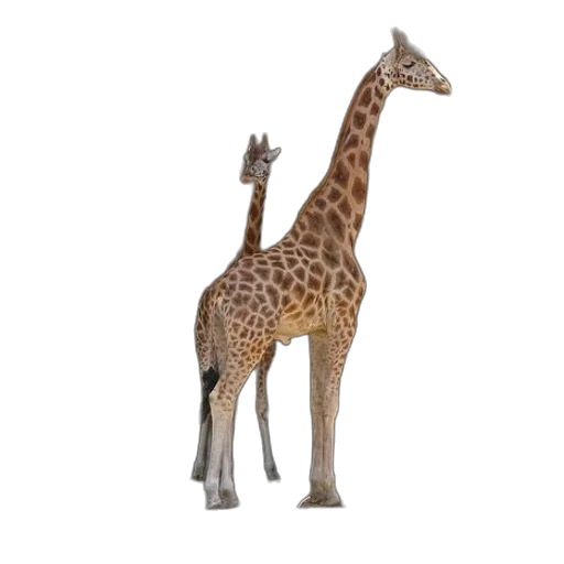 animal, creature, staff, weapon transparent PNG cut-out