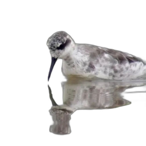 animal, jewelry, creature, bottle transparent PNG cut-out