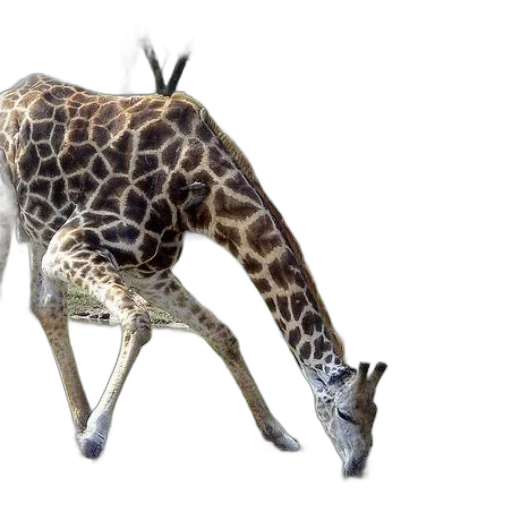 animal, creature, staff, shoes transparent PNG cut-out