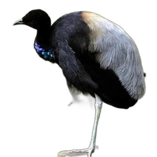 animal, staff, crown, creature transparent PNG cut-out