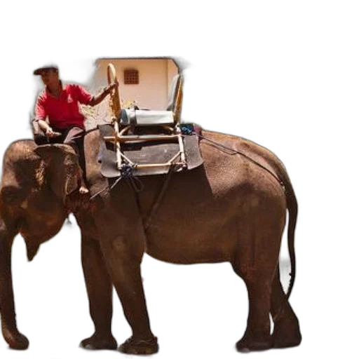 animal, furniture, concept art, person transparent PNG cut-out