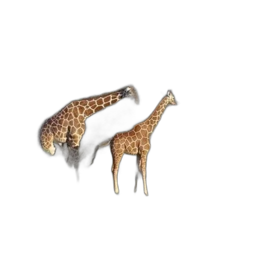 animal, creature, jewelry, furniture transparent PNG cut-out