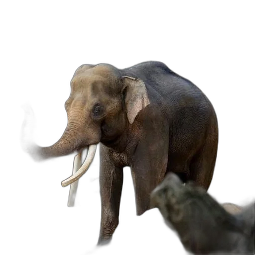 animal, creature, staff, mask transparent PNG cut-out