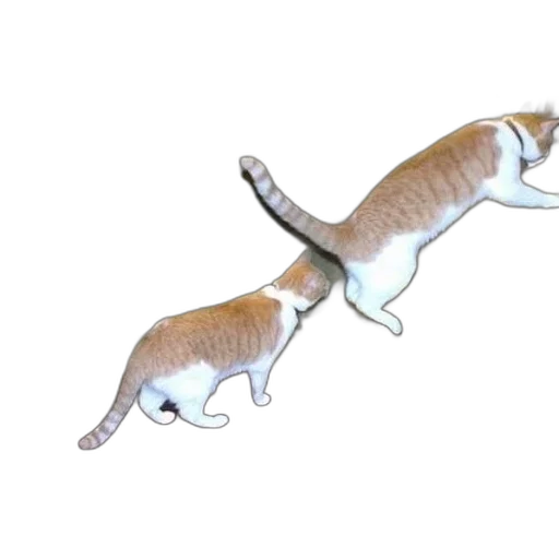 animal, 3d render, concept art, photorealistic transparent PNG cut-out