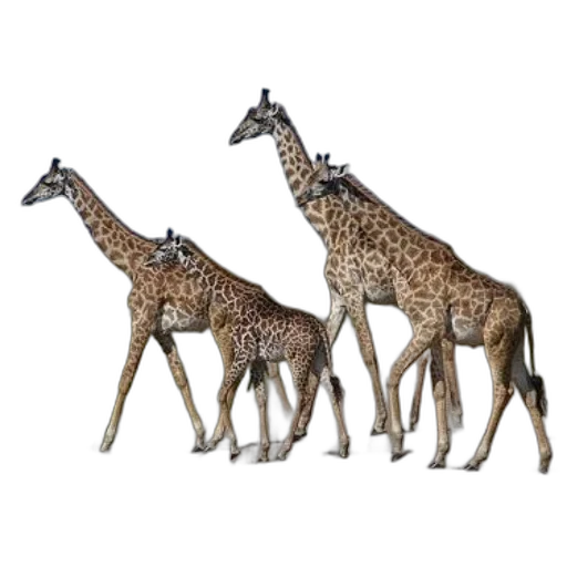 animal, staff, concept art, 3d render transparent PNG cut-out