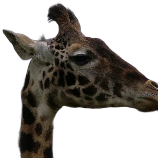 animal, creature, staff, face transparent PNG cut-out