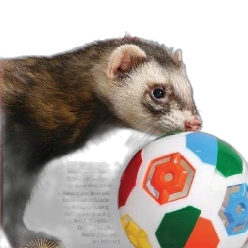 animal, creature, 3d render, photorealistic transparent PNG cut-out