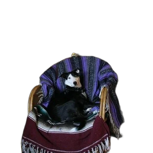 hat, crown, jacket, animal transparent PNG cut-out