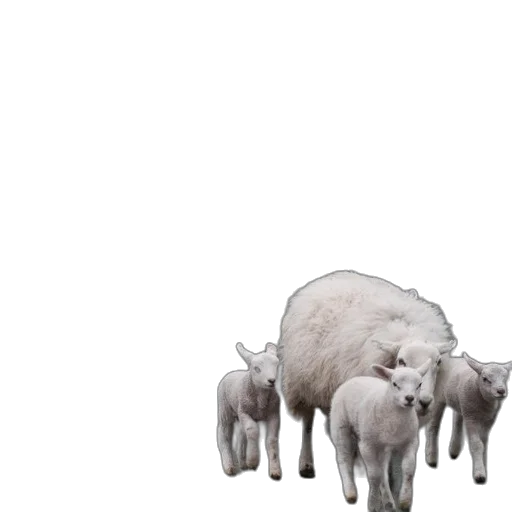 animal, creature, furniture, food transparent PNG cut-out