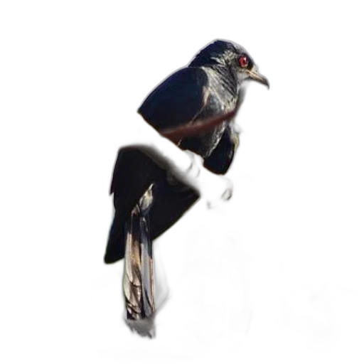 animal, staff, creature, jewelry transparent PNG cut-out