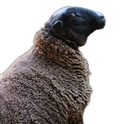 animal, creature, face, staff transparent PNG cut-out