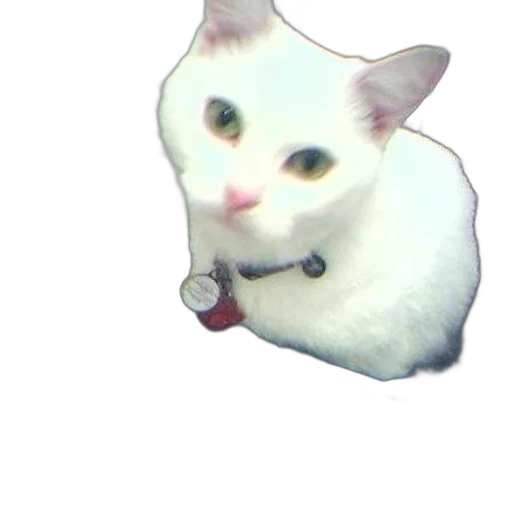 animal, staff, creature, face transparent PNG cut-out
