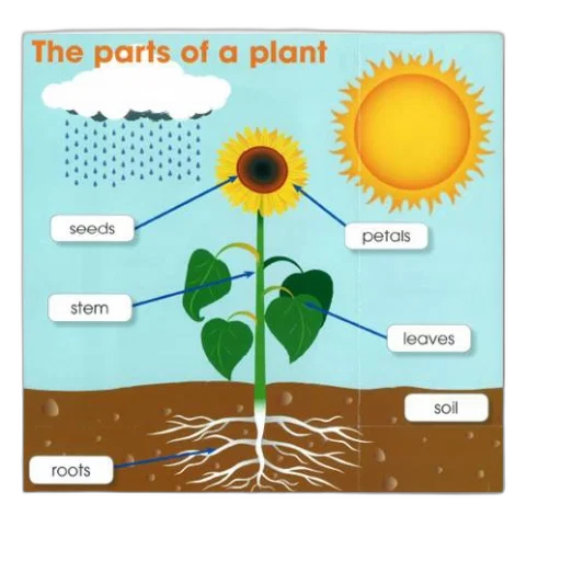 flower, illustration, sunflower, labeled transparent PNG cut-out