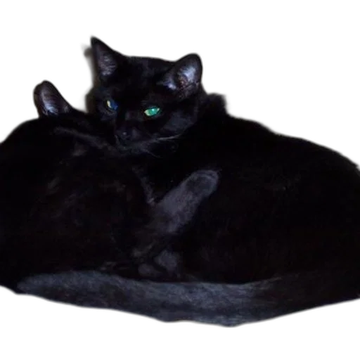 crown, animal, hat, shoes transparent PNG cut-out