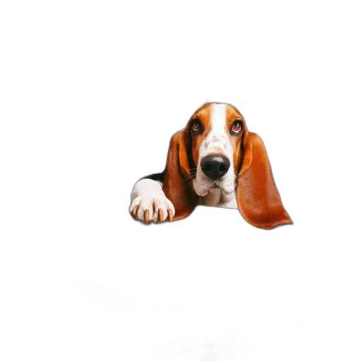 animal, staff, creature, face transparent PNG cut-out