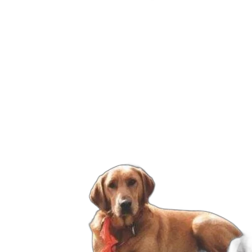 animal, staff, creature, jacket transparent PNG cut-out