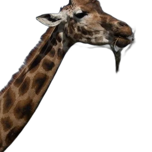 animal, staff, creature, weapon transparent PNG cut-out