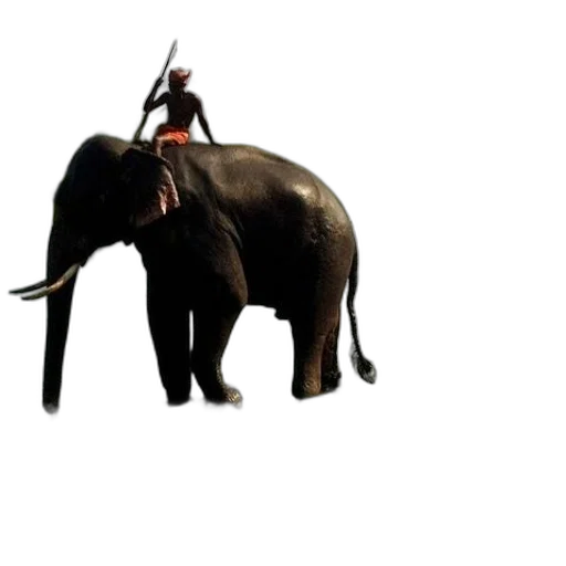 animal, staff, creature, weapon transparent PNG cut-out