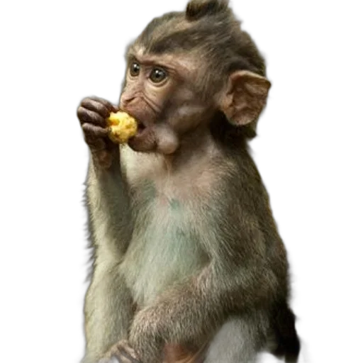 animal, food, staff, jewelry transparent PNG cut-out
