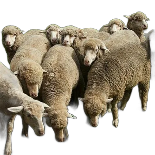 animal, staff, food, weapon transparent PNG cut-out
