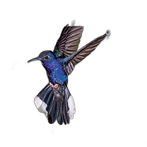 staff, animal, jewelry, creature transparent PNG cut-out