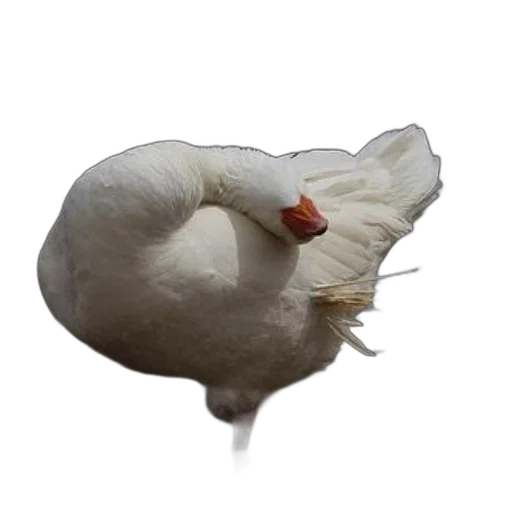 animal, food, creature, crown transparent PNG cut-out