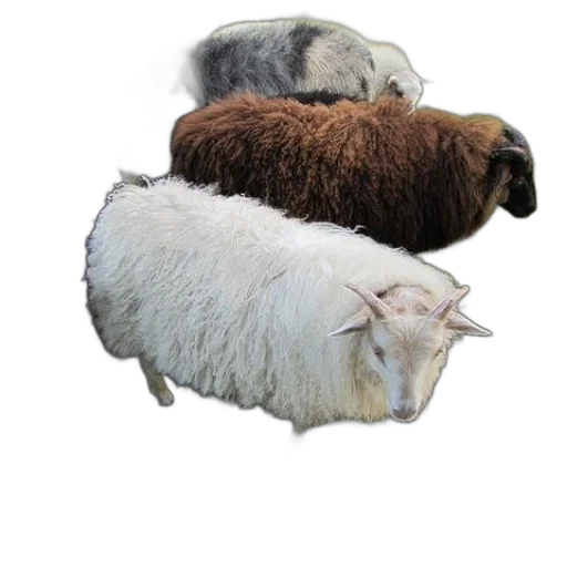 animal, hair, furniture, hat transparent PNG cut-out