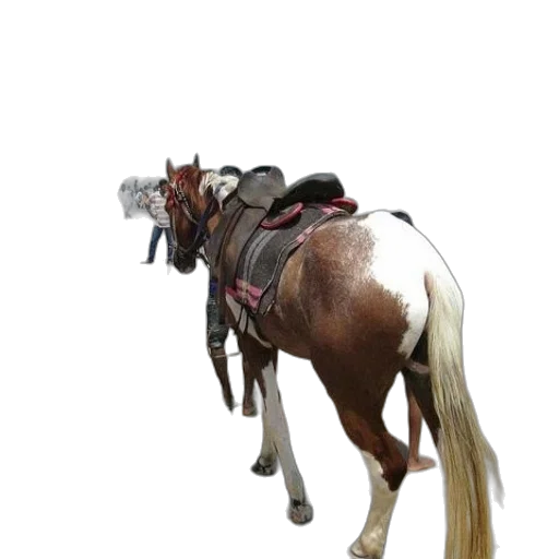 animal, staff, hat, weapon transparent PNG cut-out