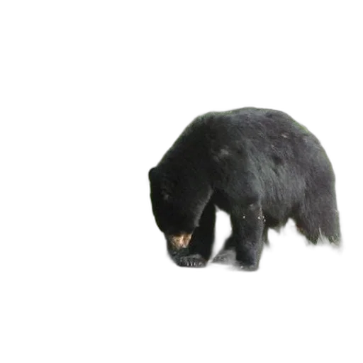 animal, creature, staff, hair transparent PNG cut-out
