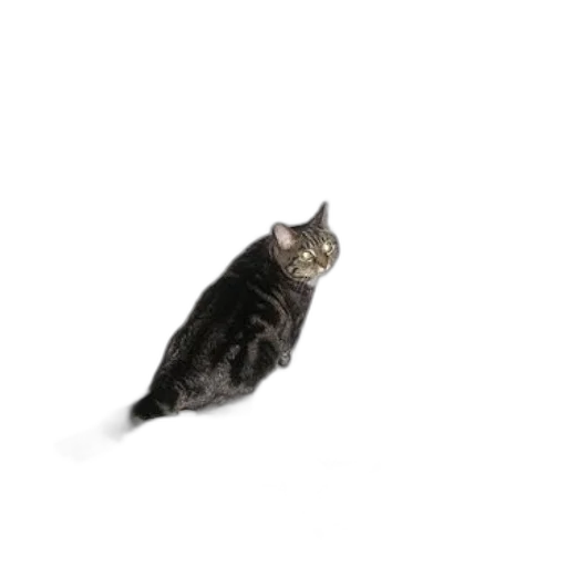animal, creature, staff, robot transparent PNG cut-out