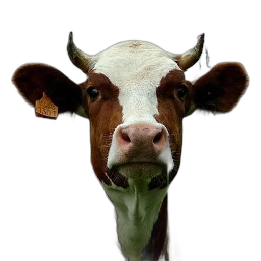 animal, face, mask, creature transparent PNG cut-out