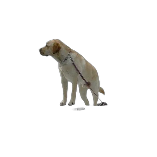 staff, animal, creature, weapon transparent PNG cut-out