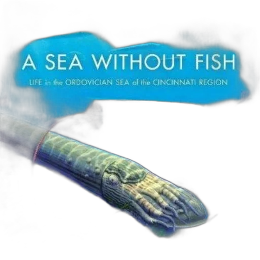 underwater, sea, without, fish transparent PNG cut-out