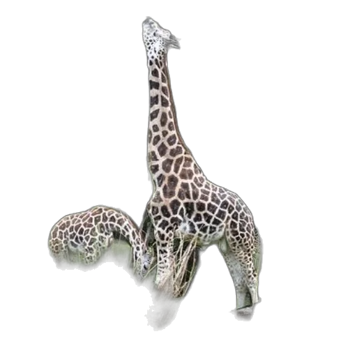 jewelry, animal, creature, shoes transparent PNG cut-out