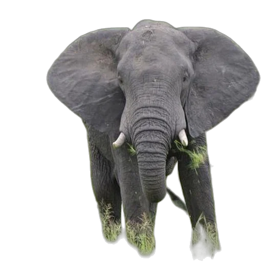 animal, creature, umbrella, staff transparent PNG cut-out