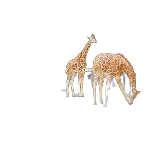 animal, jewelry, creature, furniture transparent PNG cut-out