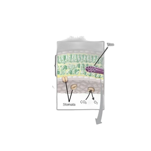 umbrella, jewelry, furniture, staff transparent PNG cut-out