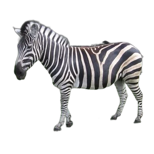 animal, creature, jewelry, furniture transparent PNG cut-out