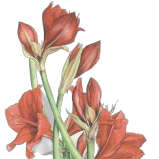 flower, crown, staff, weapon transparent PNG cut-out