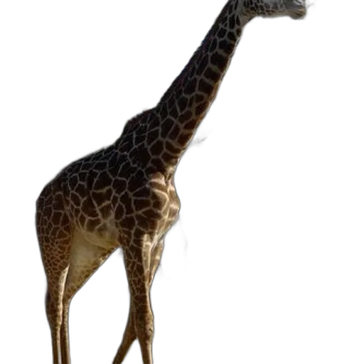animal, creature, staff, hat transparent PNG cut-out