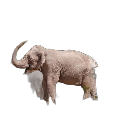 animal, creature, staff, weapon transparent PNG cut-out
