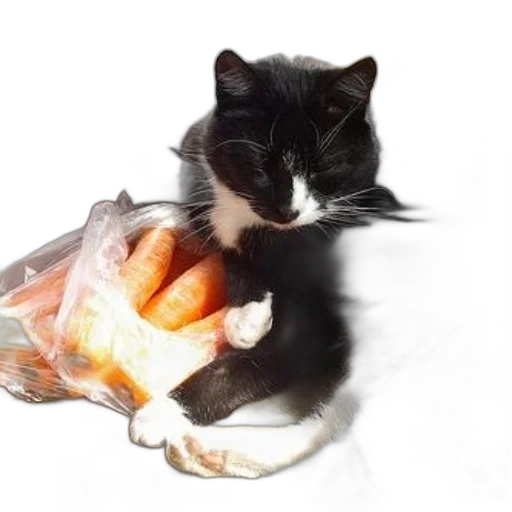 food, animal, creature, weapon transparent PNG cut-out
