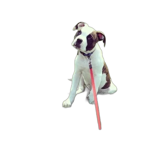 staff, animal, creature, weapon transparent PNG cut-out