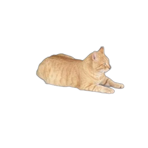 animal, creature, staff, food transparent PNG cut-out