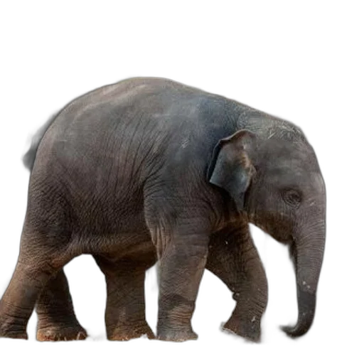 animal, creature, weapon, staff transparent PNG cut-out
