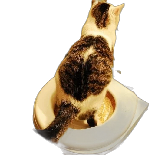 food, animal, photorealistic, cat transparent PNG cut-out