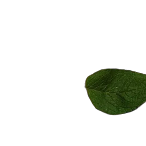 food, tree, flower, mask transparent PNG cut-out