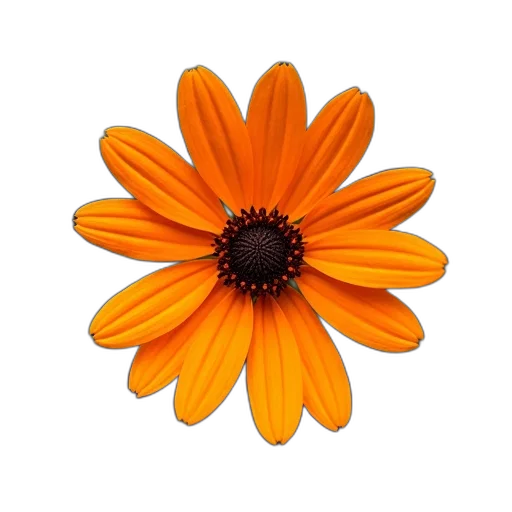 flower, crown, jewelry, staff transparent PNG cut-out
